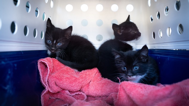 kittens after being rescued